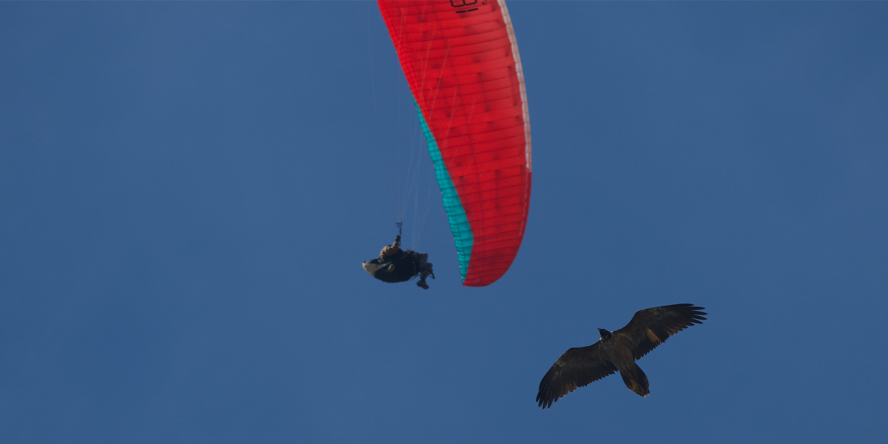 Gypaète barbu et parapente